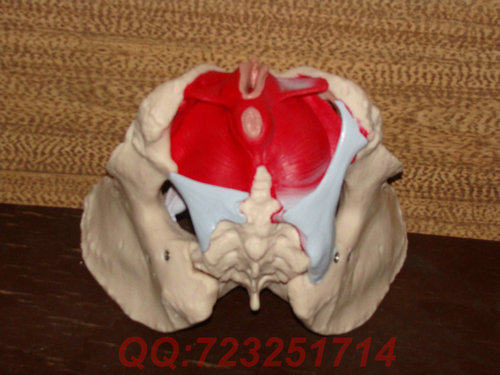 Pelvis with birth colonizer model osteopelvis model pelvis with muscle model