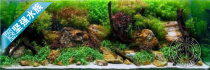 HD double-sided fish tank West Wei SEAVIEW background painting background paper 30CM45CM60CM high water garden Picture