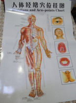 Body Meridians Acupoints Frontal Wall of Acupuncture Massage Acupuncture Massage Hand Consultation Foot Therapy Facial Surgery Scraping Pushup for the Hair Price