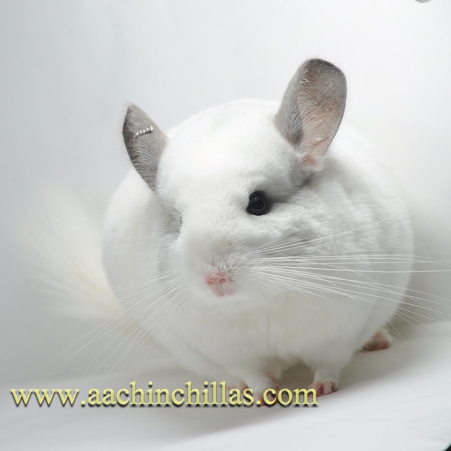 Racing Class Dragon Cat Pet Living Racing Class Dragon Cat and Long Mao Longcat Silver Spot MM-Showcases