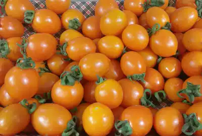 Fresh small yellow tomato yellow tomato yellow tomato yellow Persimmon Cherry Cherry tomatoes 500g