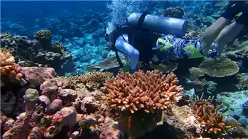 You'll have access to onsite scuba diving experience deposit