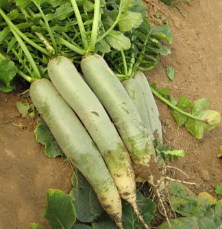 Shandong specialty Weifang radish Weixian radish fruit radish refreshing sweet crisp fresh full 5