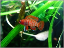 Flame-coloured dragon fish 2-3CM can be mixed with shrimp