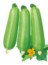 French imported Xia Wang Xiabao zucchini seeds vegetable seeds can be large in area with heat resistance and high yield