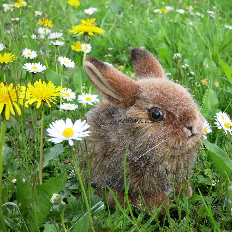 Kosen German Imported National Geographic Plush Toy Doll Girl's Birthday Gift Realistic Little Wild Rabbit Kosen German Imported National Geographic Plush Toy Doll Girl's Birthday Gift Realistic Little Wild Rabbit