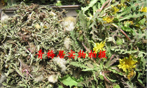 Chinese medicine is natural dandelion tea 500 grams