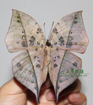 Butterfly language: Domestic butterfly specimens have spread wings dead leaf butterfly reverse photo