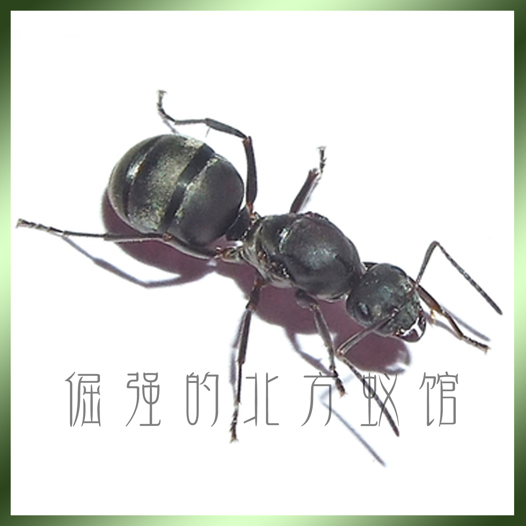 Pet ants Japanese Dark Brown Ant 1 after 40 workers suitable for novice hardened and liveable breeding communities