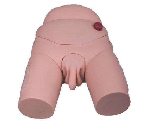 高级男性导尿模型D3