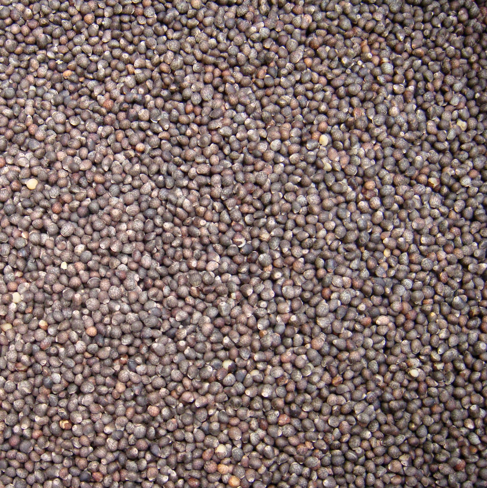 Gansu Tianshui 2021 new perilla seeds clean impurity-free perilla seeds oil raw materials 25 yuan per kilogram