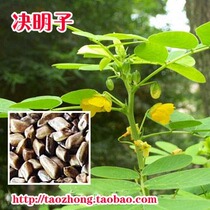 Medicinal Cassia seed family potted vegetable garden planting large-scale planting can be Chinese medicine seeds A