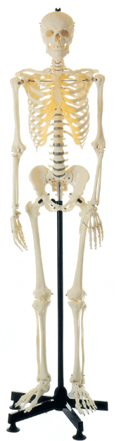 全身骨骼85cm模型/全身骨骼解剖模型/椎间盘/脊椎神经GD/A11101/3