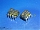◥◤THAT300P14-U 300P1... mini 0