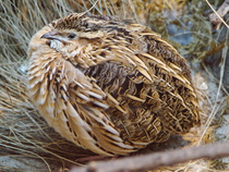 Quail] 10 nutritional supplements for removing hair clean breech and quick-freezing nourishment