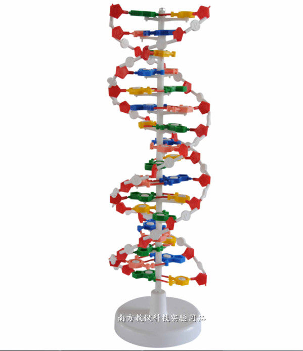 DNA双螺旋结构模型J3212带底座60公分碱基对遗传基因生物教学仪器