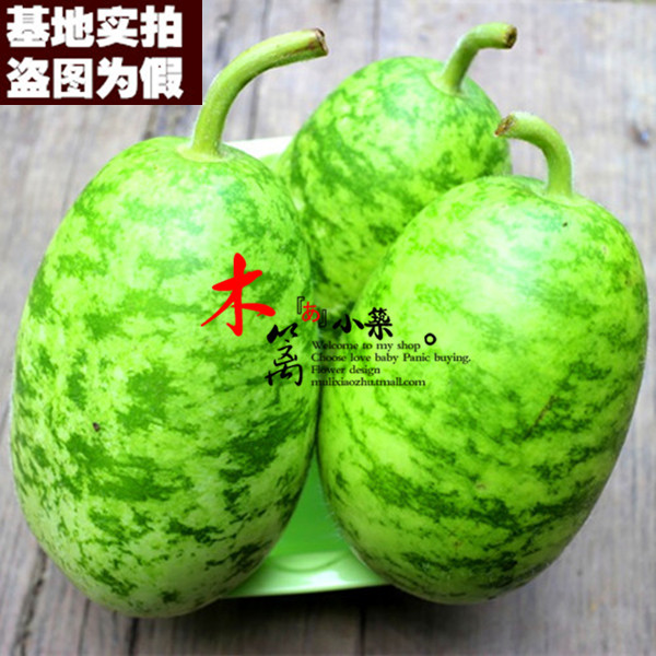 【花皮蒲瓜16】阳台盆栽黄瓜南瓜苦瓜丝瓜蒲瓜西葫芦瓜果王瓜