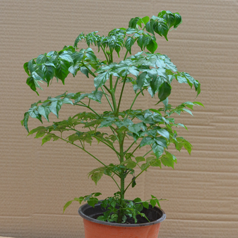 �Ӻ�Ե�����Ҹ���