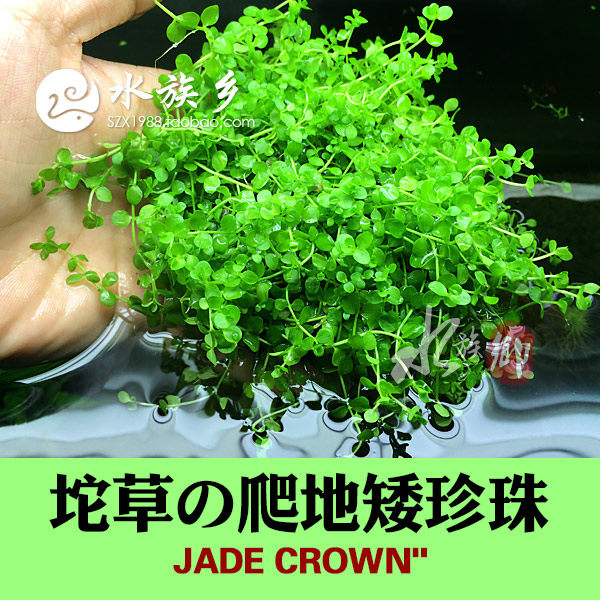 Aquarium township] Climbing dwarf pearl Tuo grass Tuo grass lying on the ground pearl water grass prospect water grass new product on the market