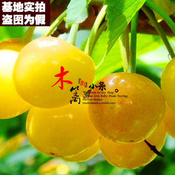 【黄樱桃15】盆栽地栽车厘子樱桃苗嫁接苗当年结苗全国适宜