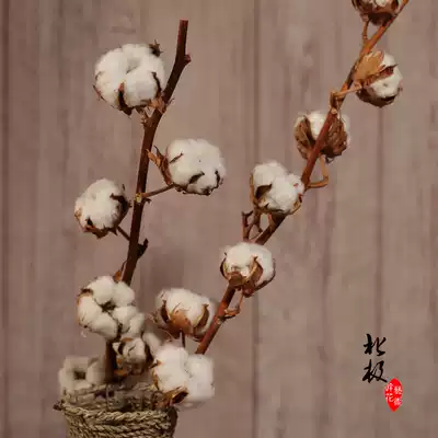 Cotton branch country Natural imported kapok bouquet dry flower real flower living room decoration flower arrangement shooting props
