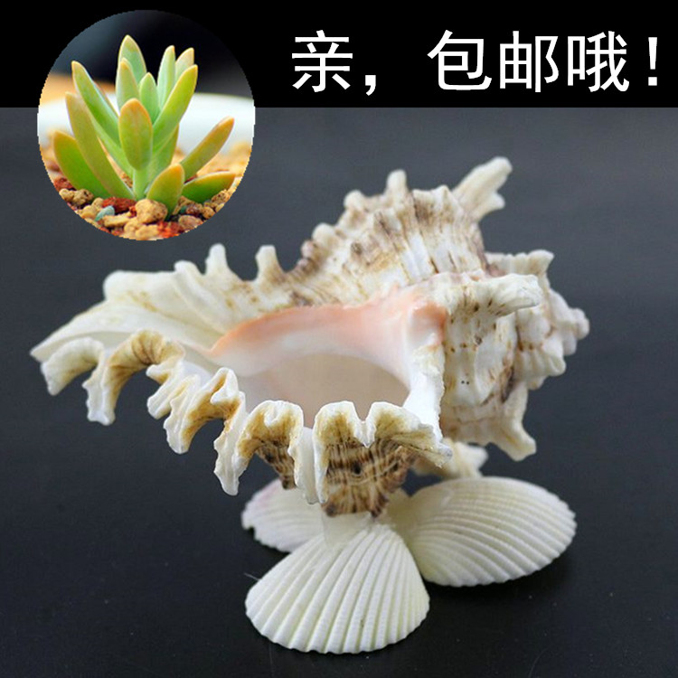Creative potted conch flower pot meat plant air pineapple special indoor hanging orchid hanging personalized flower pot