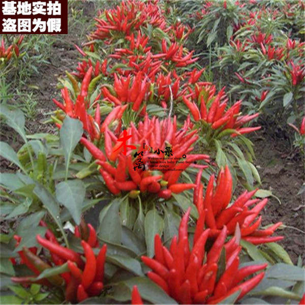 【朝天椒16】甜椒 辣椒 朝天椒 阳台种菜盆栽 花种 盆栽种植