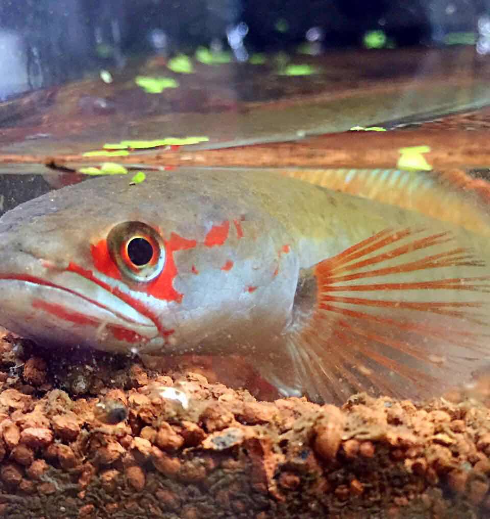 Blood-spotted electric dragon Type 1 Electric dragon Electric dragon Snake head snakehead Snakehead Tropical Fish Ornamental fish