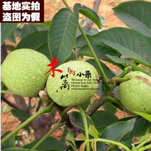 辽核3号15 核桃苗地栽盆栽嫁接苗阳台庭院植物食用核桃苗