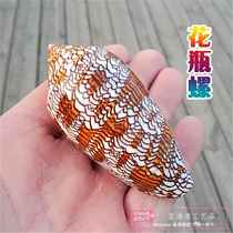 Natural conch shell vase Snail flower brocade snail fish tank landscaping window design shooting props decoration