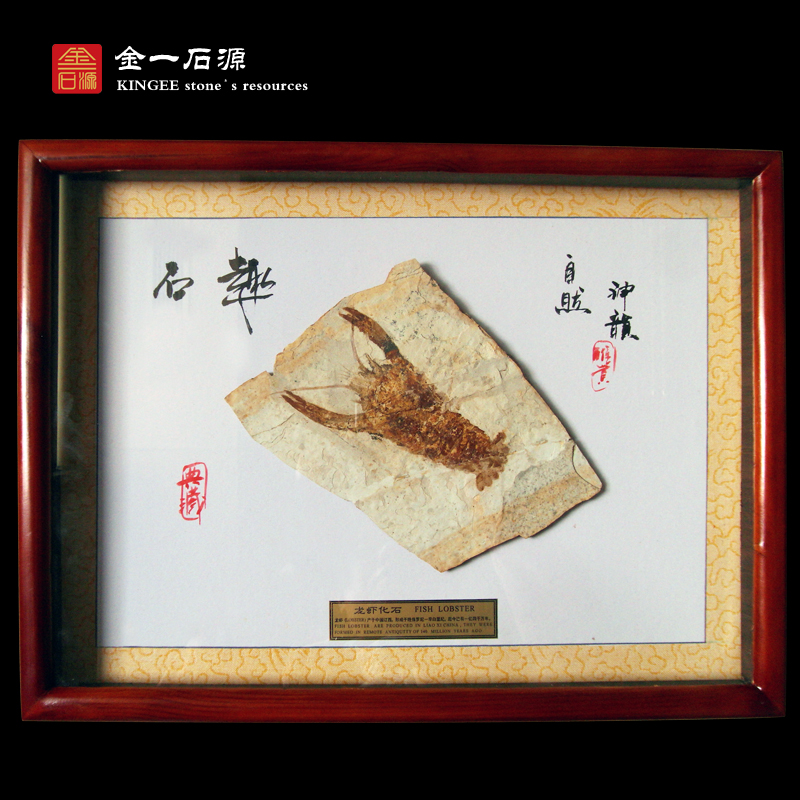 Liao Xi Natural Ancient Biological Objectised Stone Original Stone Specimen Bizarre Ring Foot Shrimp Chiishi Original Plate Decoration Photo Frame Lobster Fossils
