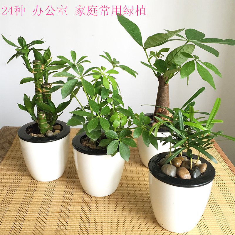 文竹栀子花茉莉豆瓣绿办公室盆景吸甲醛水培绿萝吊兰室内盆栽植物