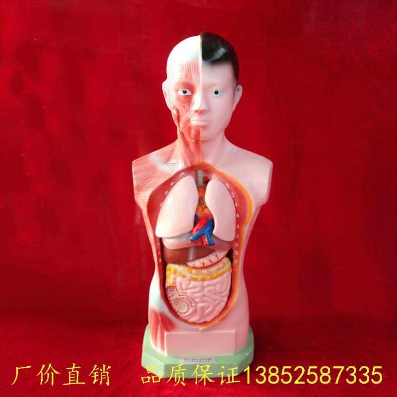 人体模型少年- Top 50件人体模型少年- 2026年6月更新- 淘宝Taobao｜天 