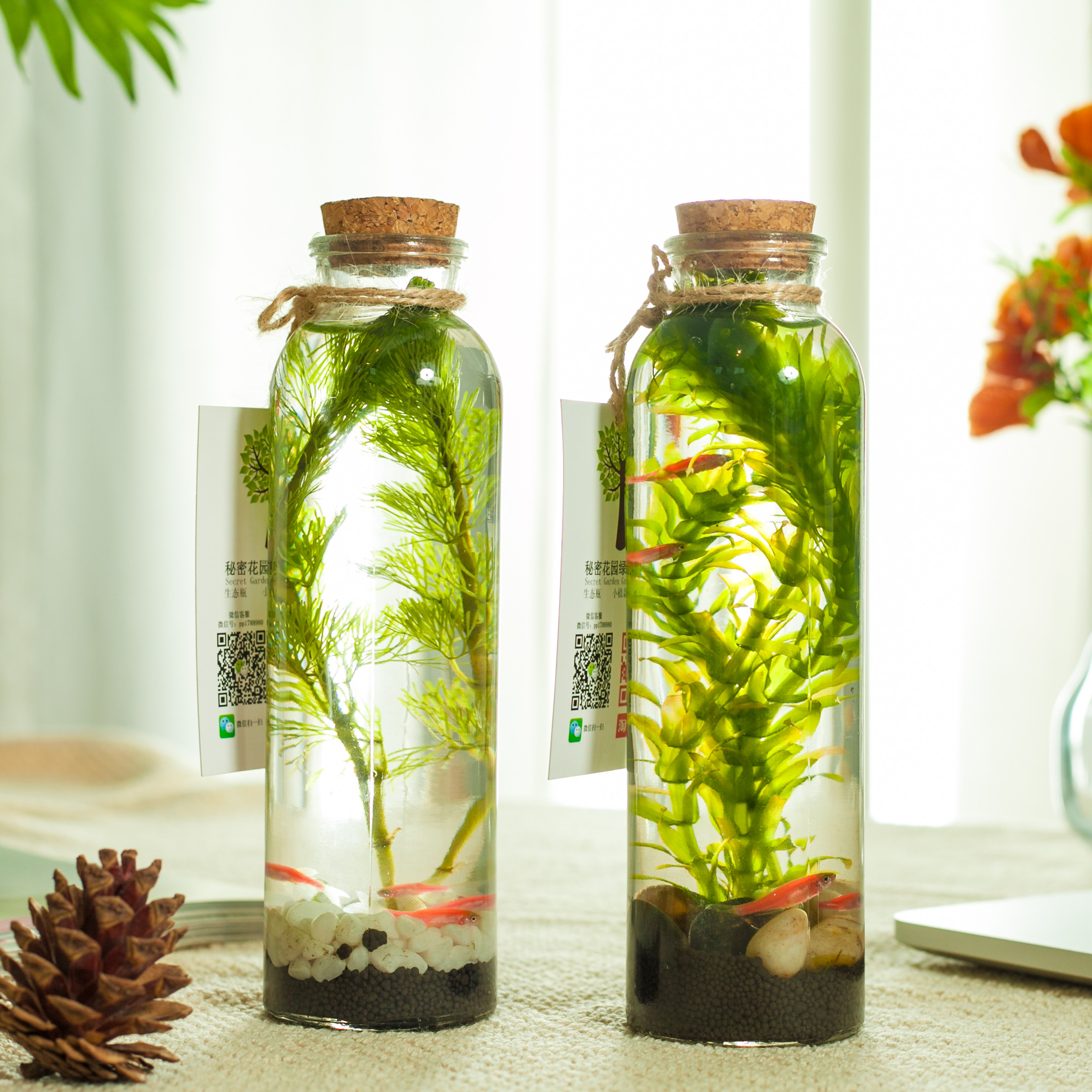 Creative office small aquarium zebrafish microecological bottle free waterfree glass bottle