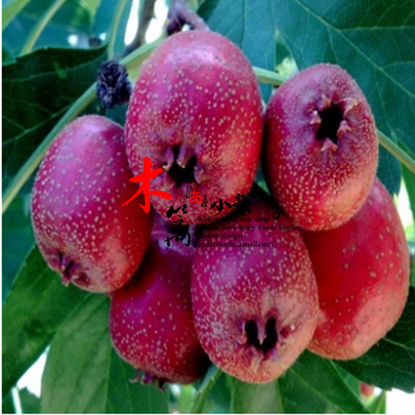 【山红】阳台庭院盆栽地栽山楂苗 大果山楂苗 南方北方都适宜