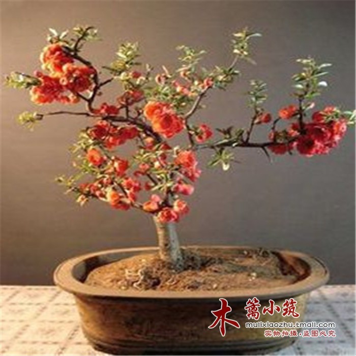 【木瓜海棠】海棠苗 复色海棠花苗 日本海棠 阳台庭院盆栽地栽苗