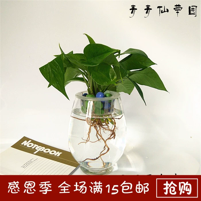 Thủy canh màu xanh lá cây thì là đặc biệt chai thủy tinh trong suốt bình hoa khủng long trứng bóng tròn lọ lục bình bí ngô treo cốc - Vase / Bồn hoa & Kệ