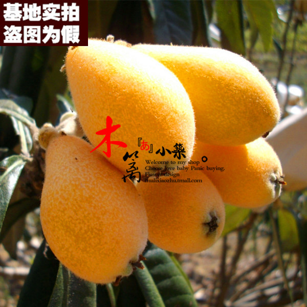 【上吴枇杷15】 枇杷苗 白沙琵琶树 琵琶树花卉苗木庭院植物