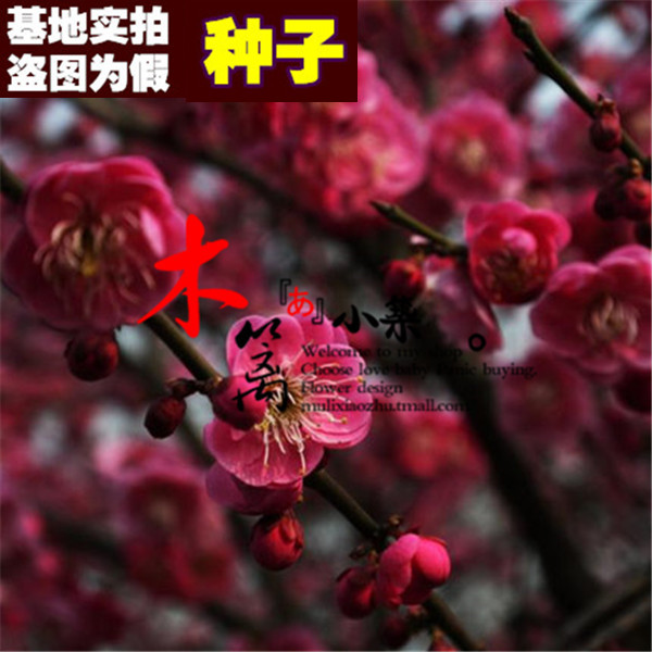 【骨里红梅花16】精品梅花苗 阳台庭院盆栽地栽梅花苗【10粒装】