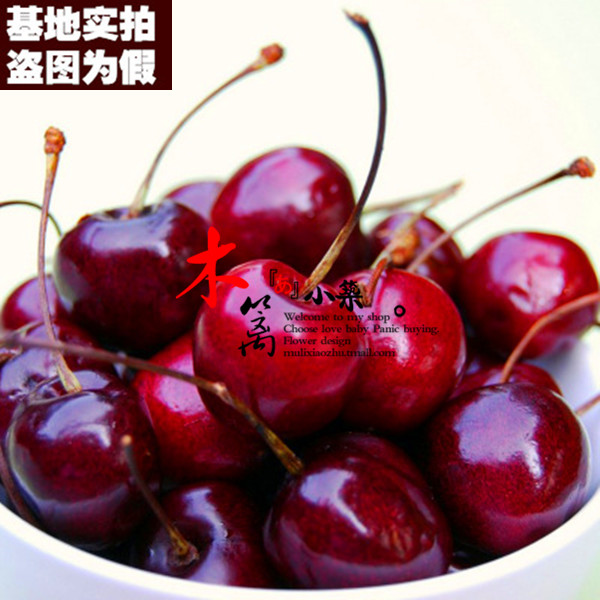 【嫩红15】盆栽地栽车厘子樱桃苗嫁接苗当年结苗全国适宜