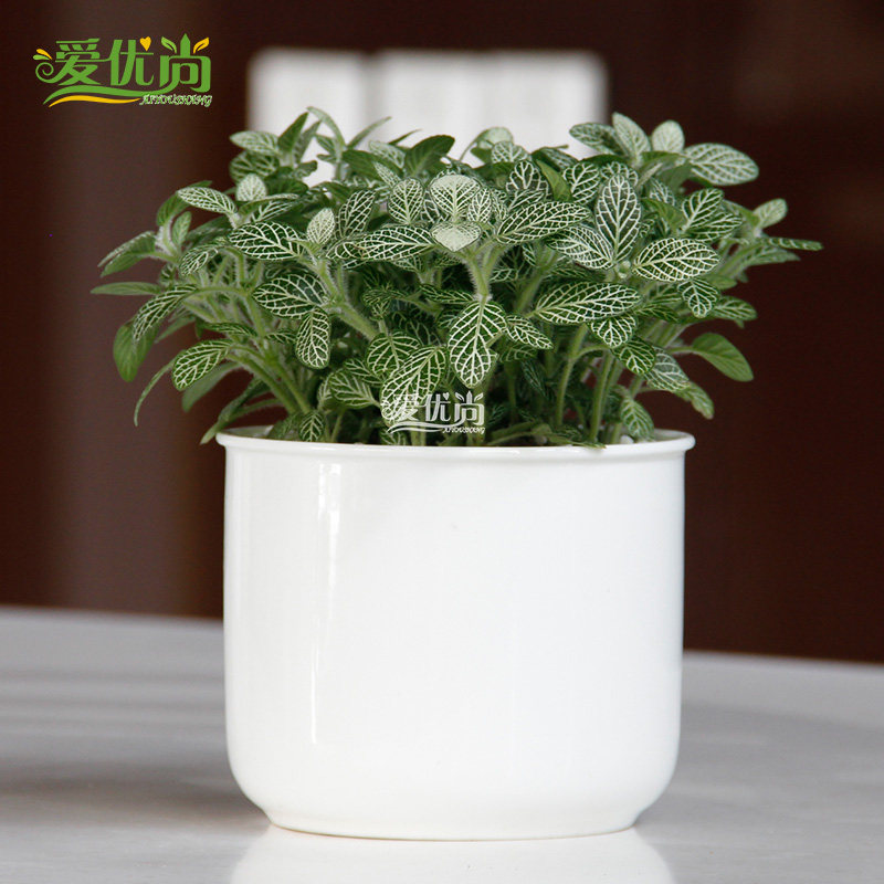 ���������Ʋ��������Ʋ�