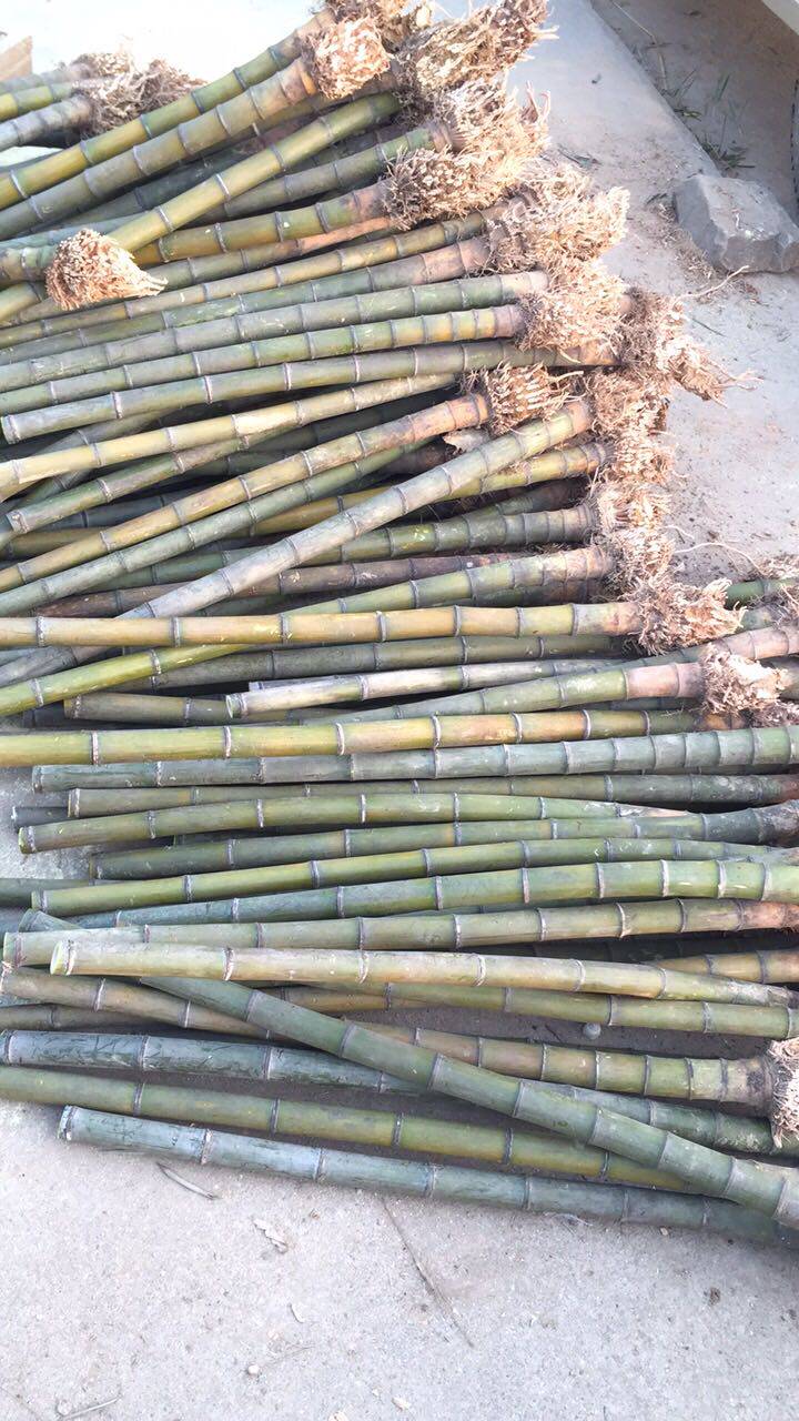 Machine bamboo wet south blow 8