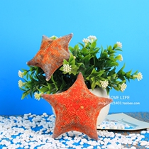 Natural map Yuan Baozen starfish specimen ornaments shell decoration wall stickers home hanging wedding photo props