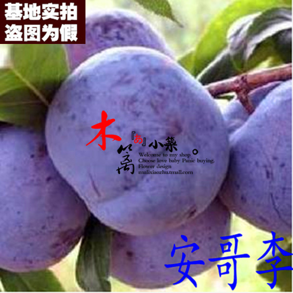 【安哥李15】阳台庭院盆栽地栽嫁接李子苗 南北方皆适宜促消化