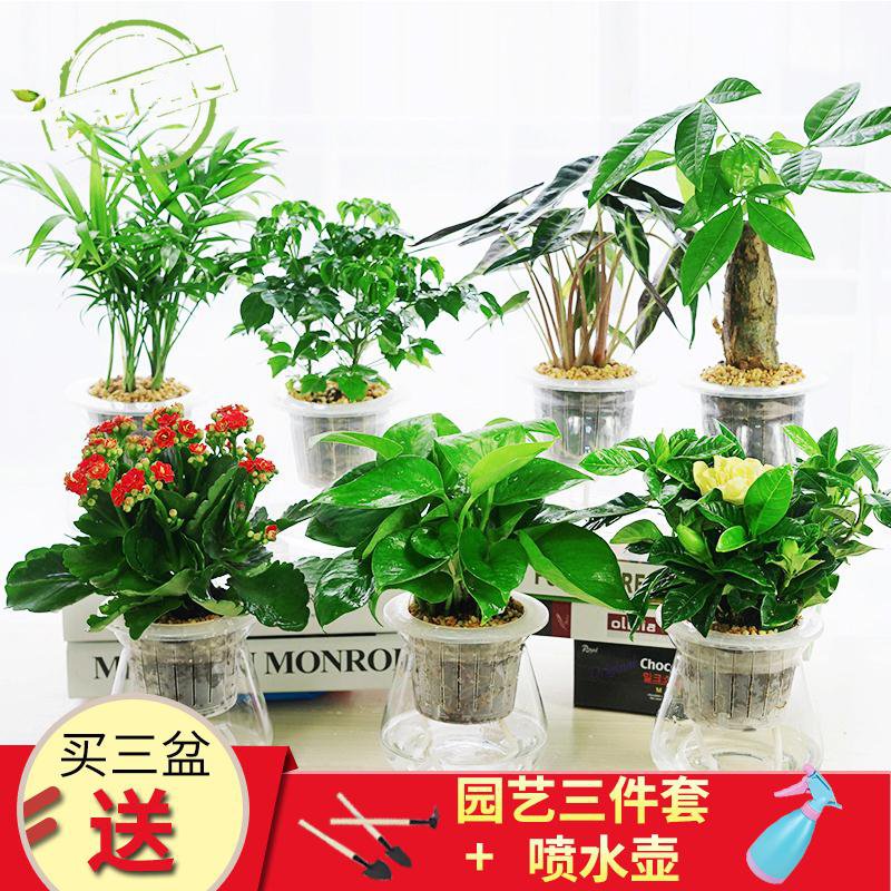 盆栽室内花卉 香水百合 水培种球 四季开花 植物 种子 水养