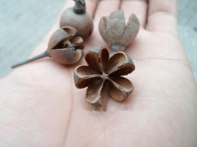 Supply craft materials, dried flower and fruit shell materials, cross fruit handmade diy, high quality and low price