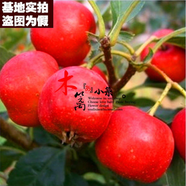【红锦球15】盆栽地栽 山楂樹苗 山楂樹 山楂苗 山楂花苗嫁接苗