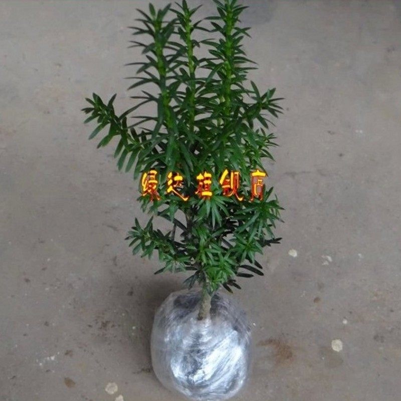 �̴�С�辰hdsxioapj