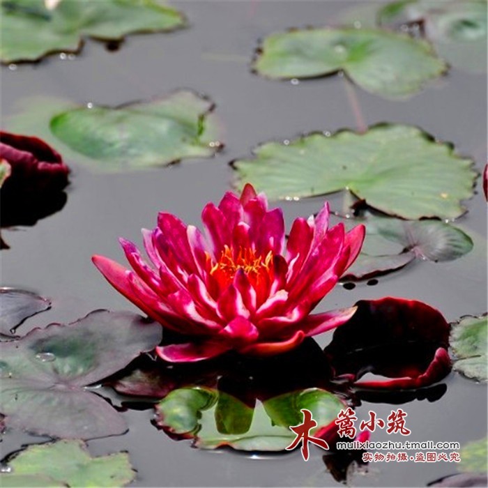 碗栽小睡莲【多彩】迷你睡莲 碗栽盆栽