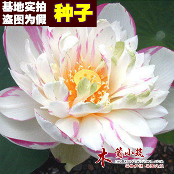 【小酒锦17】盆栽水培花卉室内开运植物碗莲 水培迷你小睡莲